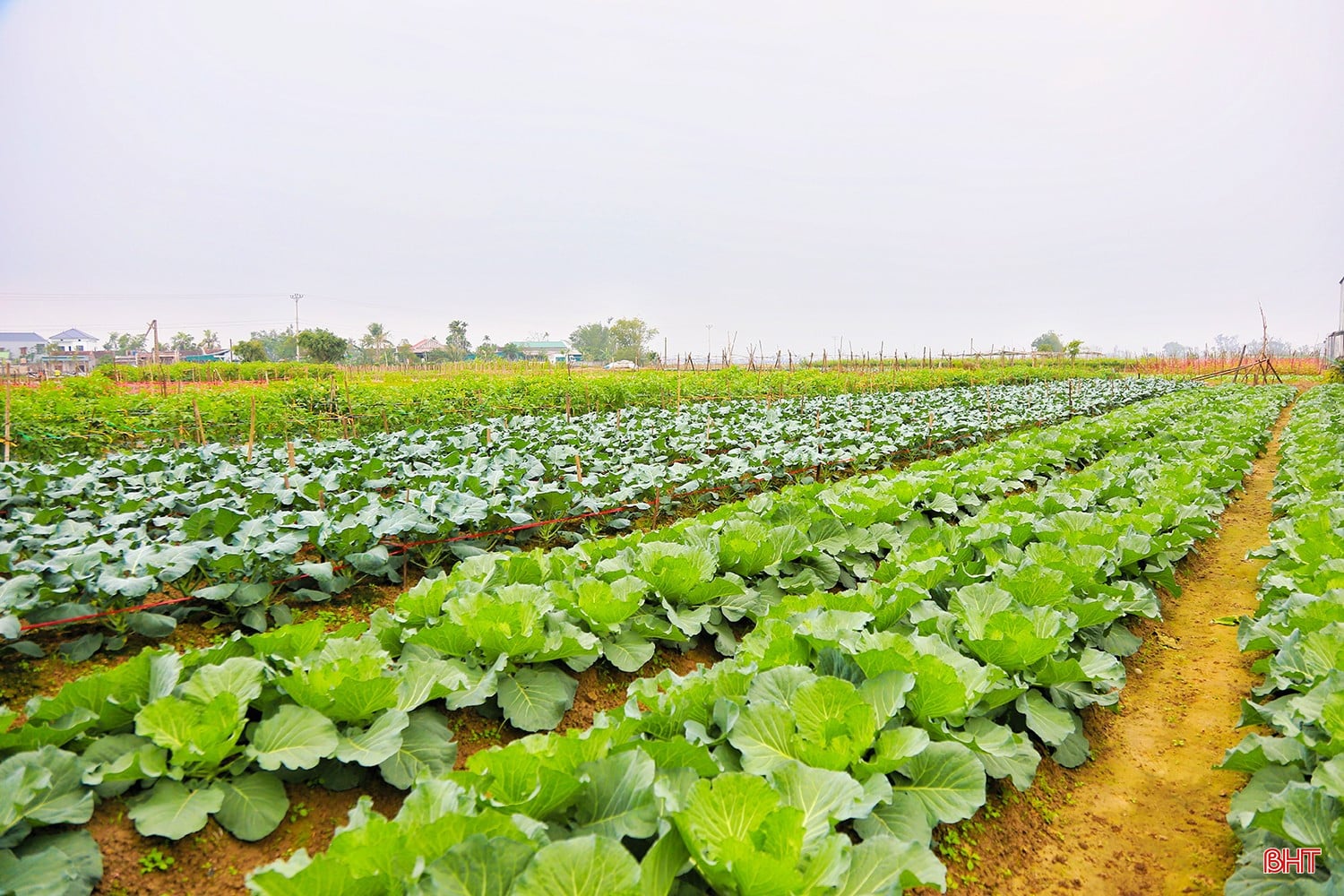 Desafios e Soluções na Produção Rápida de Alimentos - inspiração 2