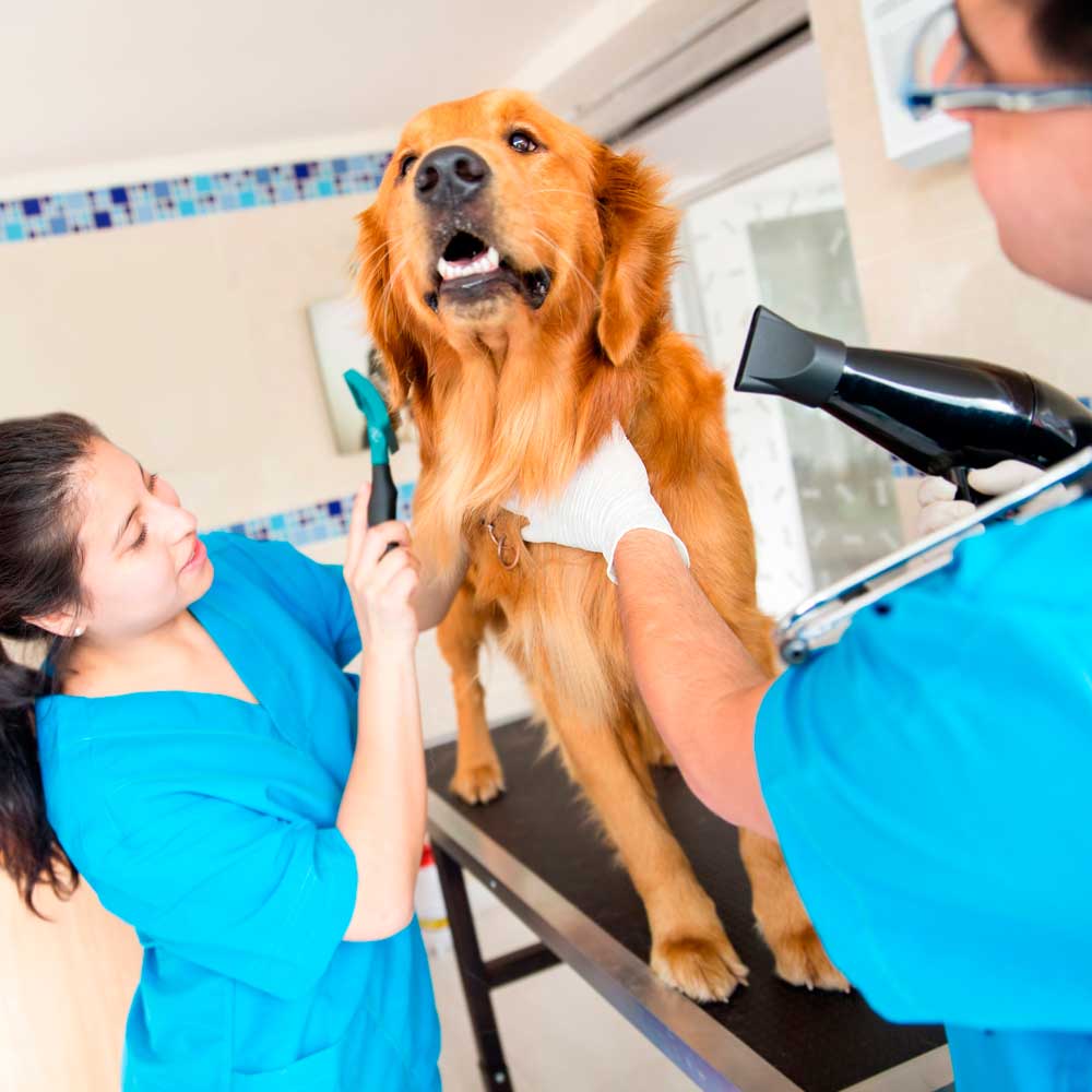 O Mercado Pet no Brasil: Quanto Ganha um Tosador?