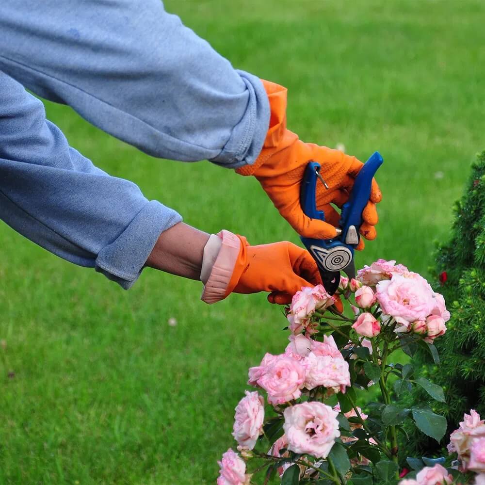 Identificando Plantas Certas para Cada Ambiente - inspiração 1
