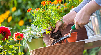 Controle de Pragas e Doenças: Métodos Naturais - inspiração 1