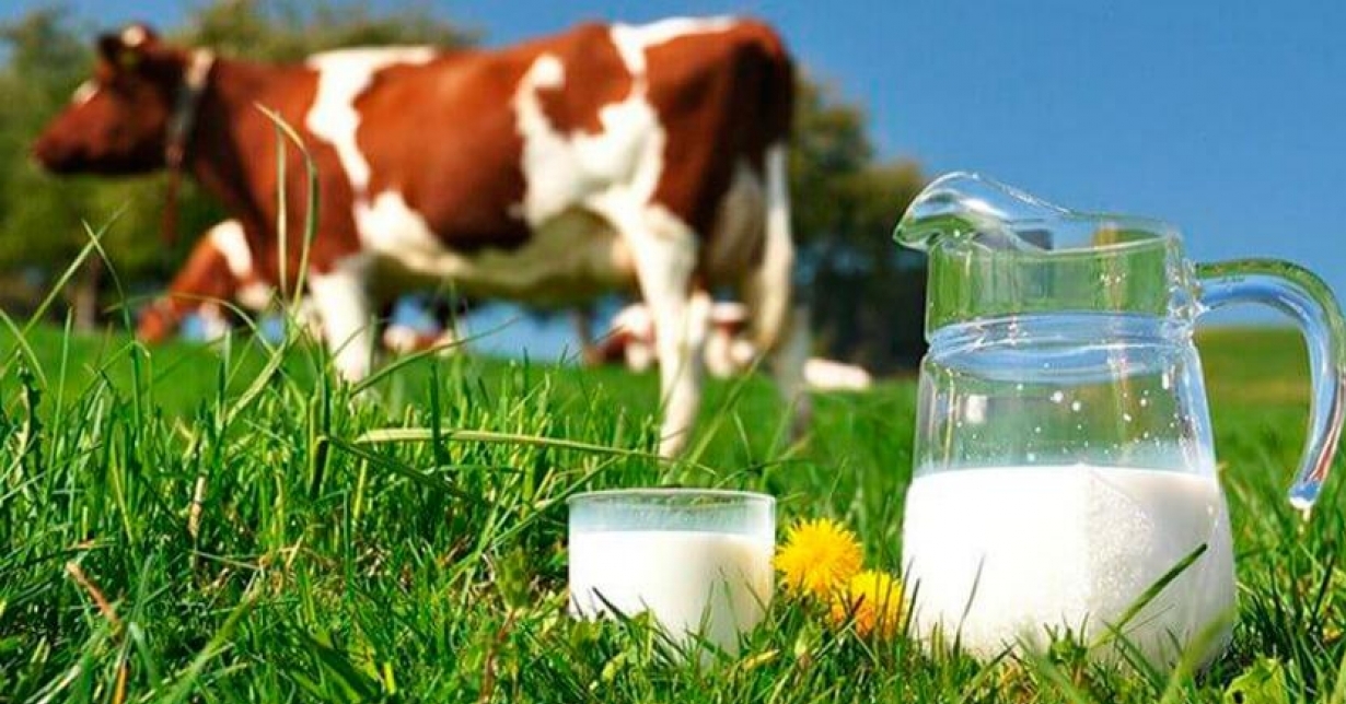 Por Que a Qualidade do Leite Impacta Sua Vida Diretamente? - inspiração 2