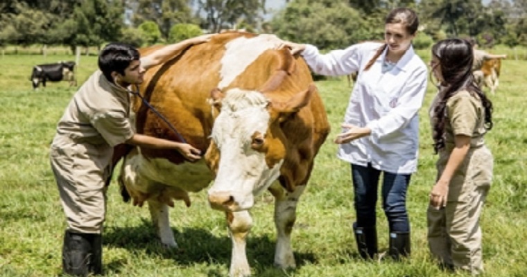 Modalidades de Ensino: Presencial vs. EAD em Zootecnia - inspiração 1