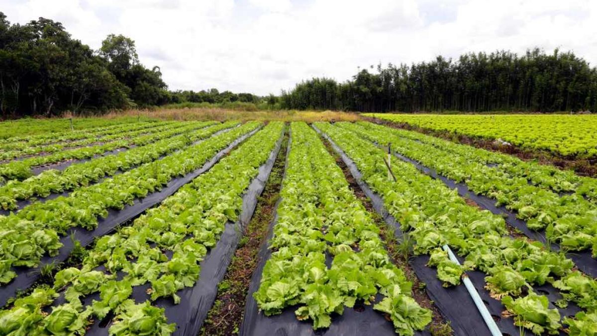 Sucessão Rural: Engajando a Nova Geração no Legado Familiar
