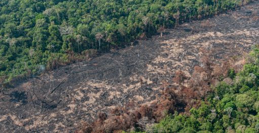 A importância da mata nativa para a própria fazenda familiar - inspiração 1