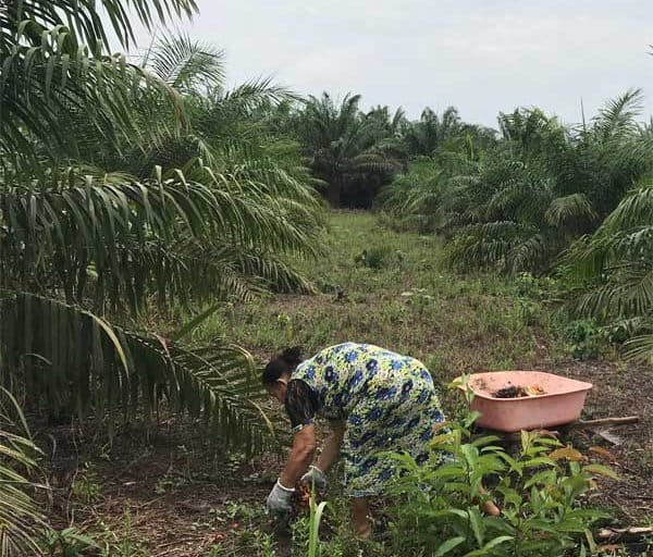 Práticas sustentáveis: alternativas que dão certo no campo - inspiração 2