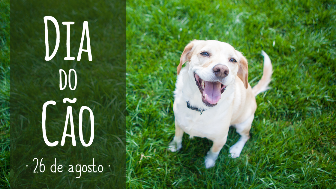 Invista em Brinquedos Novos e Desafiadores - inspiração 2