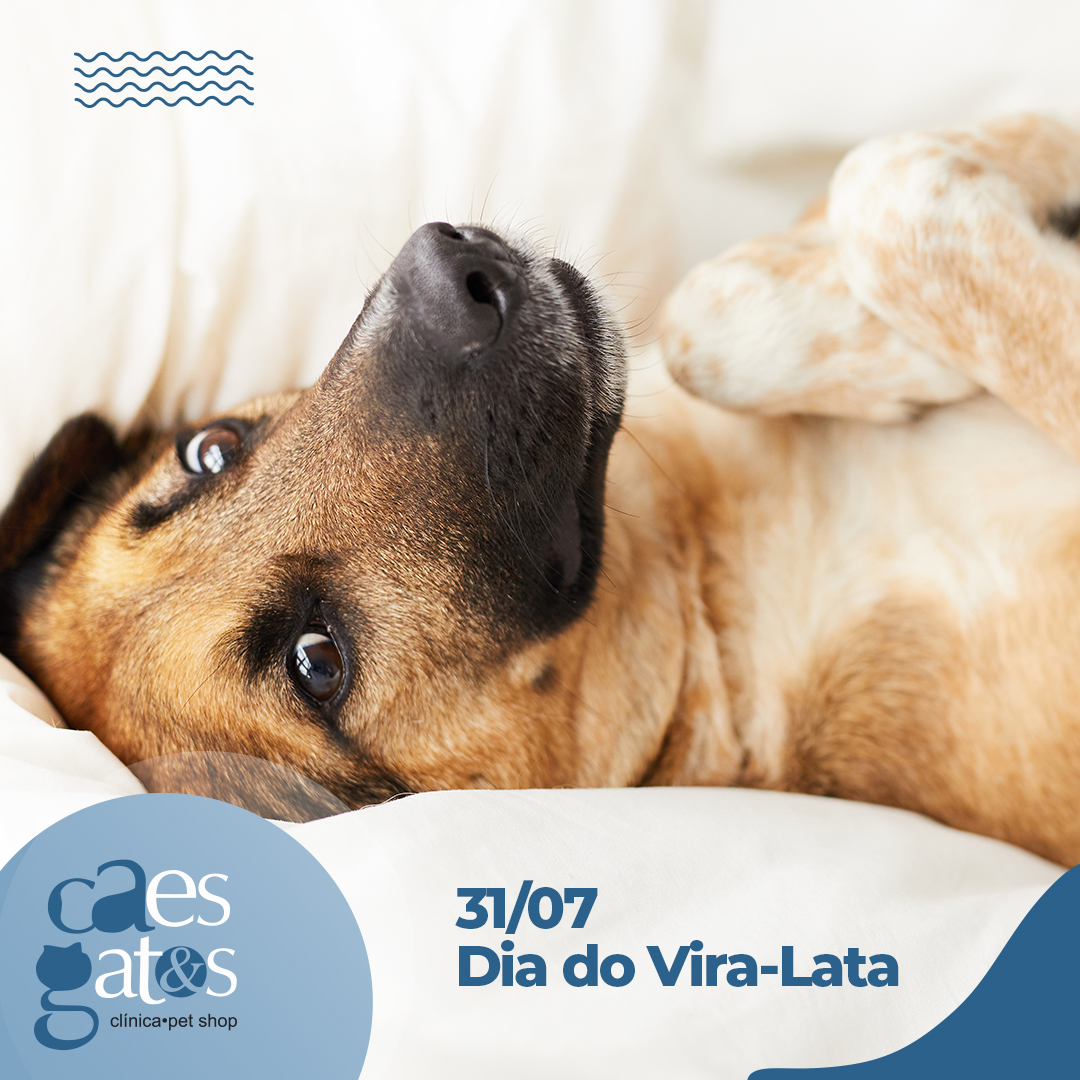 Dia do Vira-Lata: Entenda o Significado de 31 de Julho
