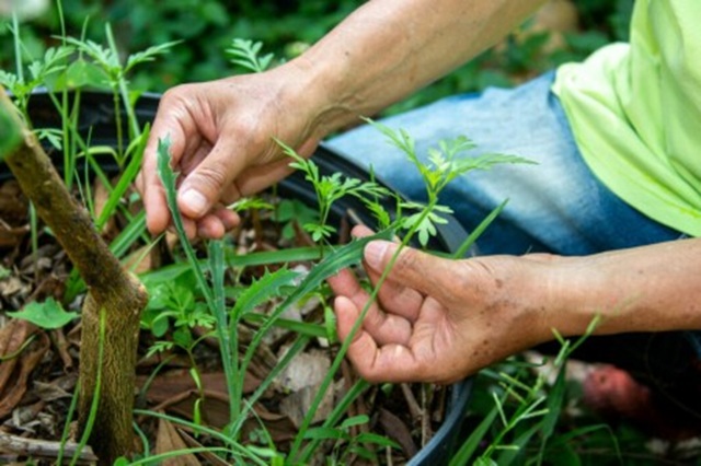 Colheita Inteligente: Garantindo Abastecimento Constante - inspiração 2