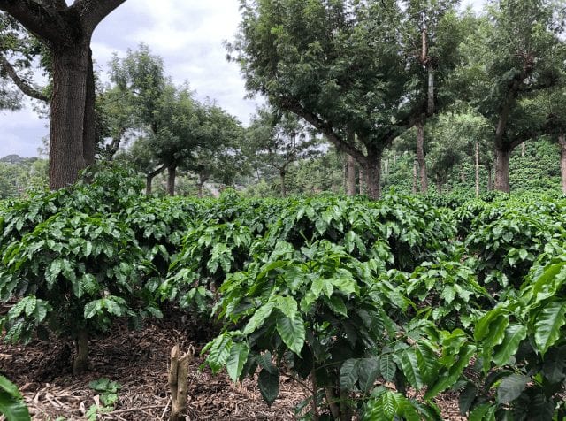 Rotação de Culturas: Evitando o Desgaste e Doenças - inspiração 1