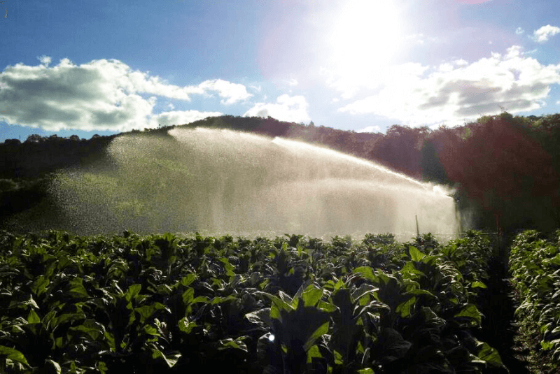 Rotação de Culturas: Evitando o Desgaste e Doenças - inspiração 2