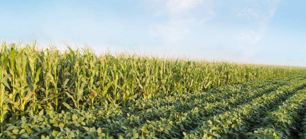 Variedade de Cores e Texturas: Um Banquete Visual e Nutricional - inspiração 2