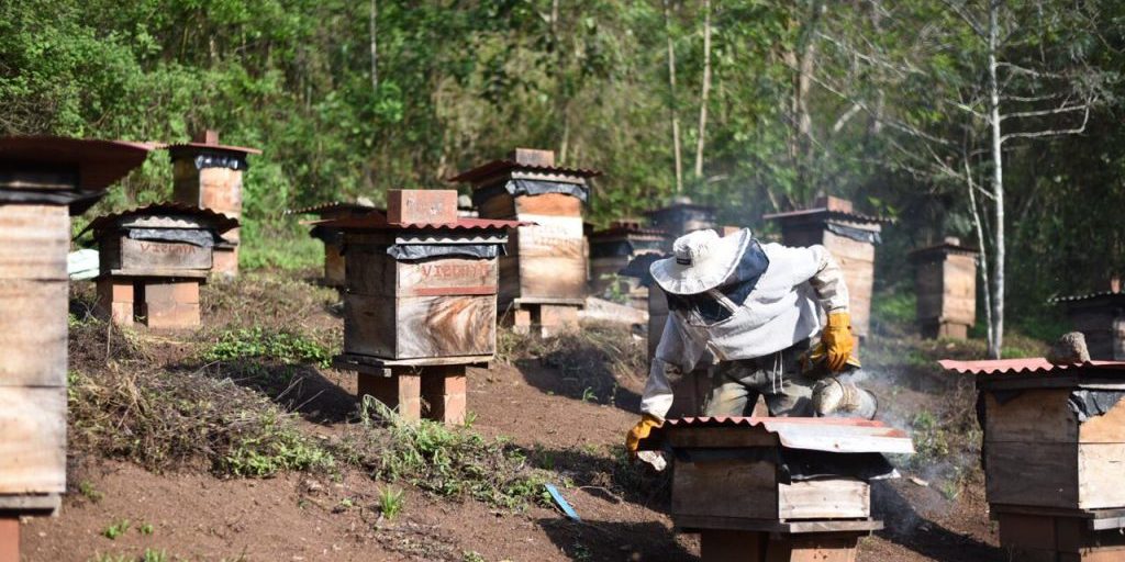 Cultivos de Estação: Aproveitando o Melhor de Cada Período - inspiração 2