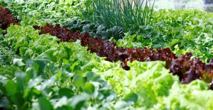 Adubação Verde: Um Ciclo Virtuoso para o Solo - inspiração 1