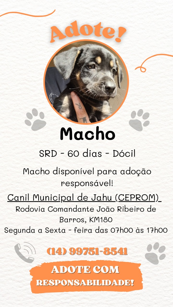 Adotando um Cachorro: Como Preparar Seu Coração e Seu Lar