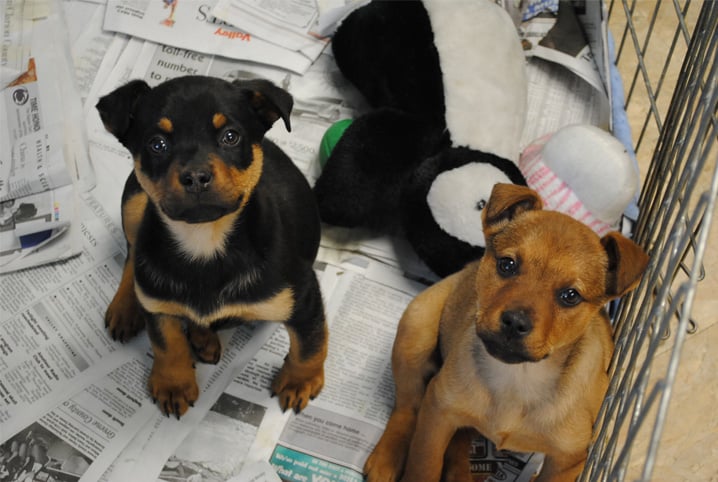 Erros Comuns na Doação e Adoção de Cachorro (E Como Evitá-los!)