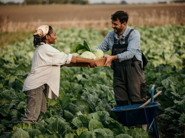 Culturas que Valem a Pena: Escolhendo as Melhores Opções para Sua Região - inspiração 2