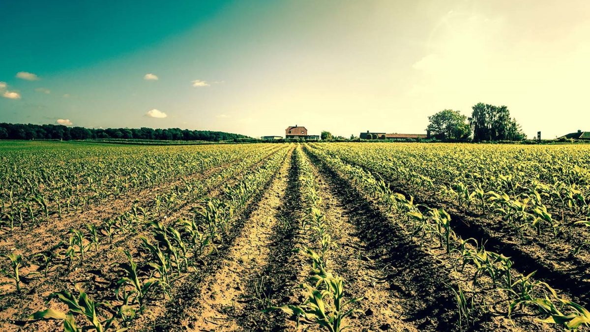 Inovação e Sustentabilidade: Pilares do Empreendedorismo Rural Moderno - inspiração 2