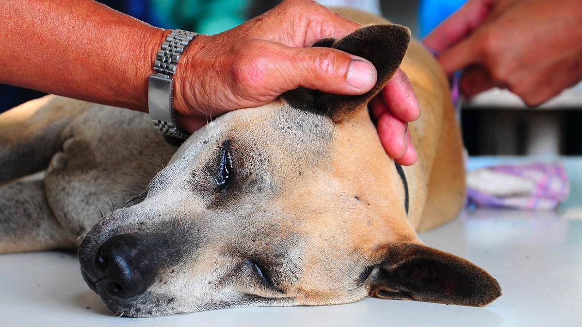 Quando Considerar a Eutanásia: Sinais de Sofrimento Insuportável - inspiração 1