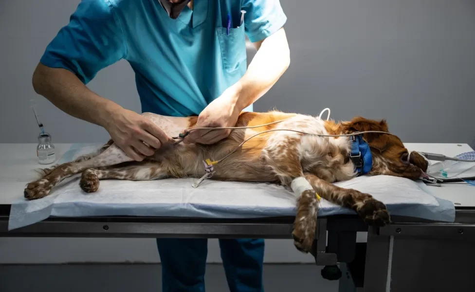 O Papel do Veterinário: Um Aliado Nesse Momento Delicado - inspiração 2