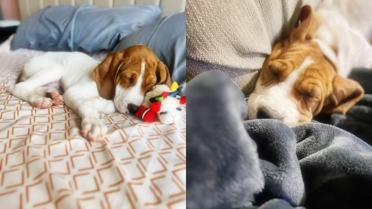 Como Explicar a Ausência Para Outros Animais e Crianças - inspiração 2