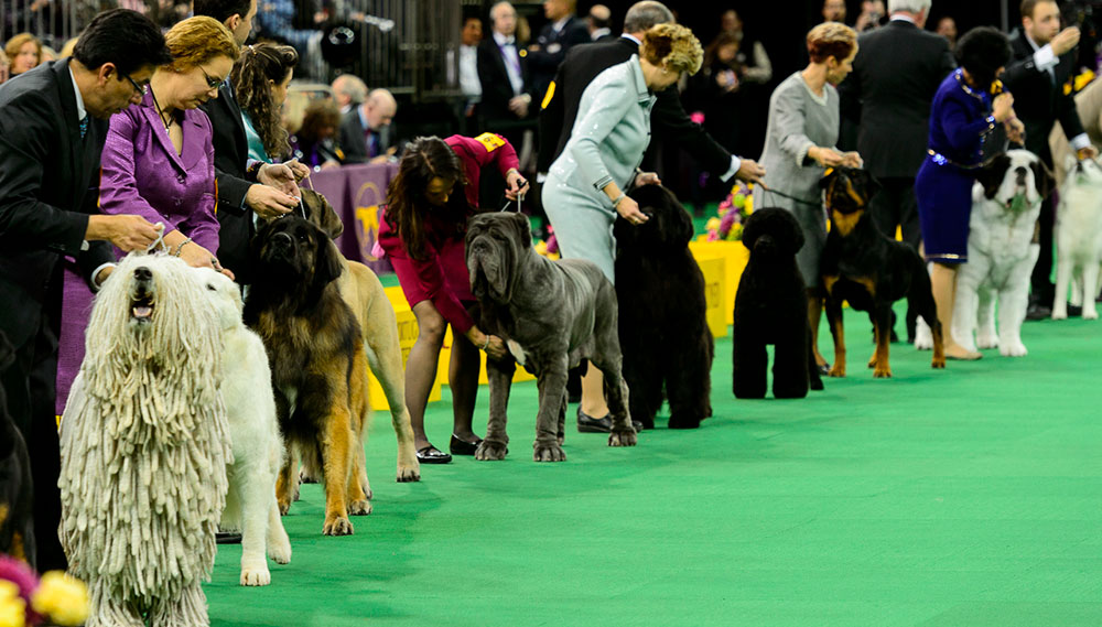 Seleção da Raça e Linhagem: Onde Tudo Começa - inspiração 1