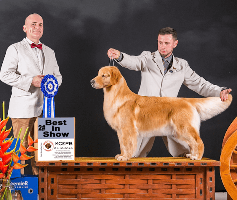 Seleção da Raça e Linhagem: Onde Tudo Começa - inspiração 2