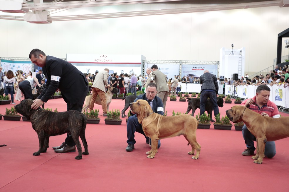 Cuidados Essenciais com a Pelagem: O Segredo do Brilho - inspiração 1