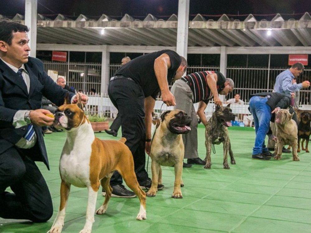 Cuidados Essenciais com a Pelagem: O Segredo do Brilho - inspiração 2