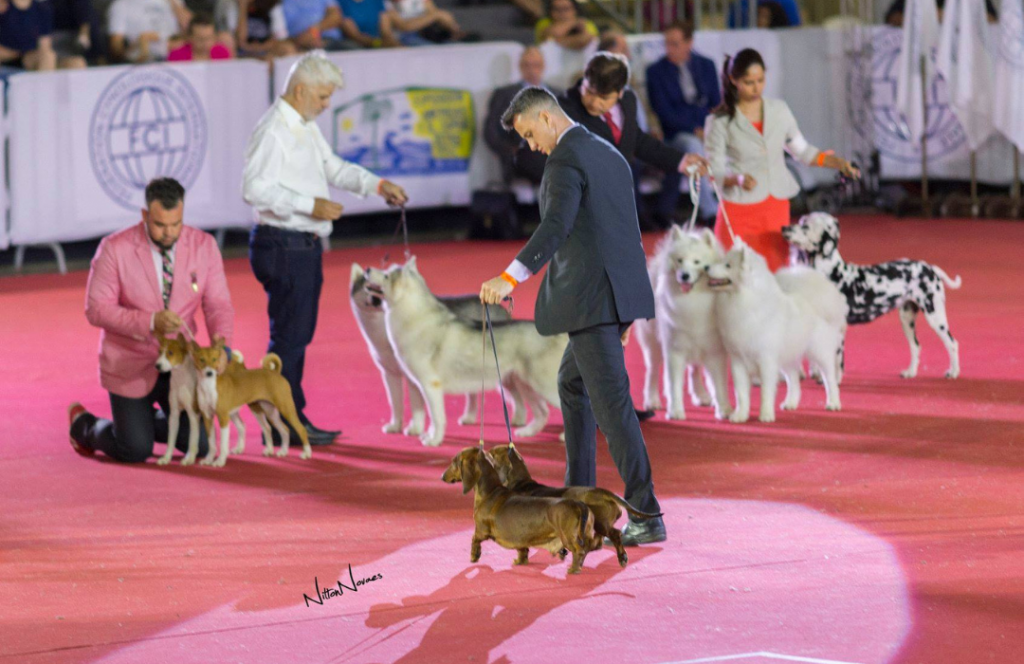 Treinamento de Postura e Comportamento: A Arte da Apresentação - inspiração 2