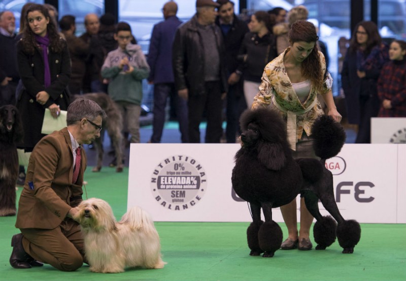 Aclimatação ao Ambiente de Exposição: Menos Estresse, Mais Confiança - inspiração 1