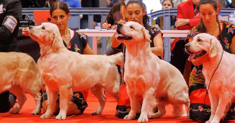 O Dia D: Rotina Pré-Evento para um Cão Relaxado - inspiração 2
