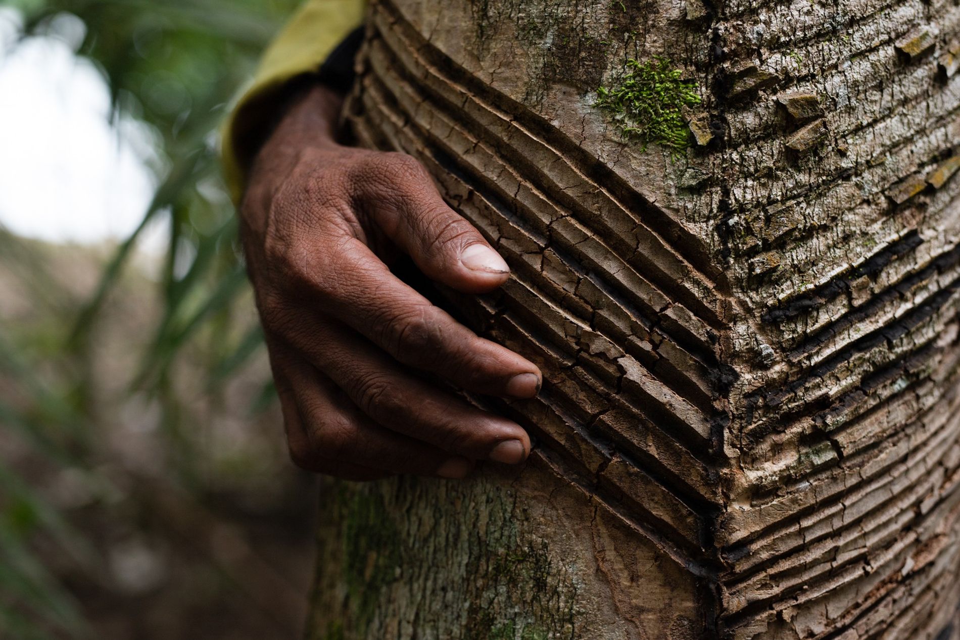 Entendendo os Princípios Básicos: O Coração do Extrativismo Sustentável - inspiração 1