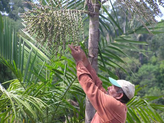 Entendendo os Princípios Básicos: O Coração do Extrativismo Sustentável - inspiração 2
