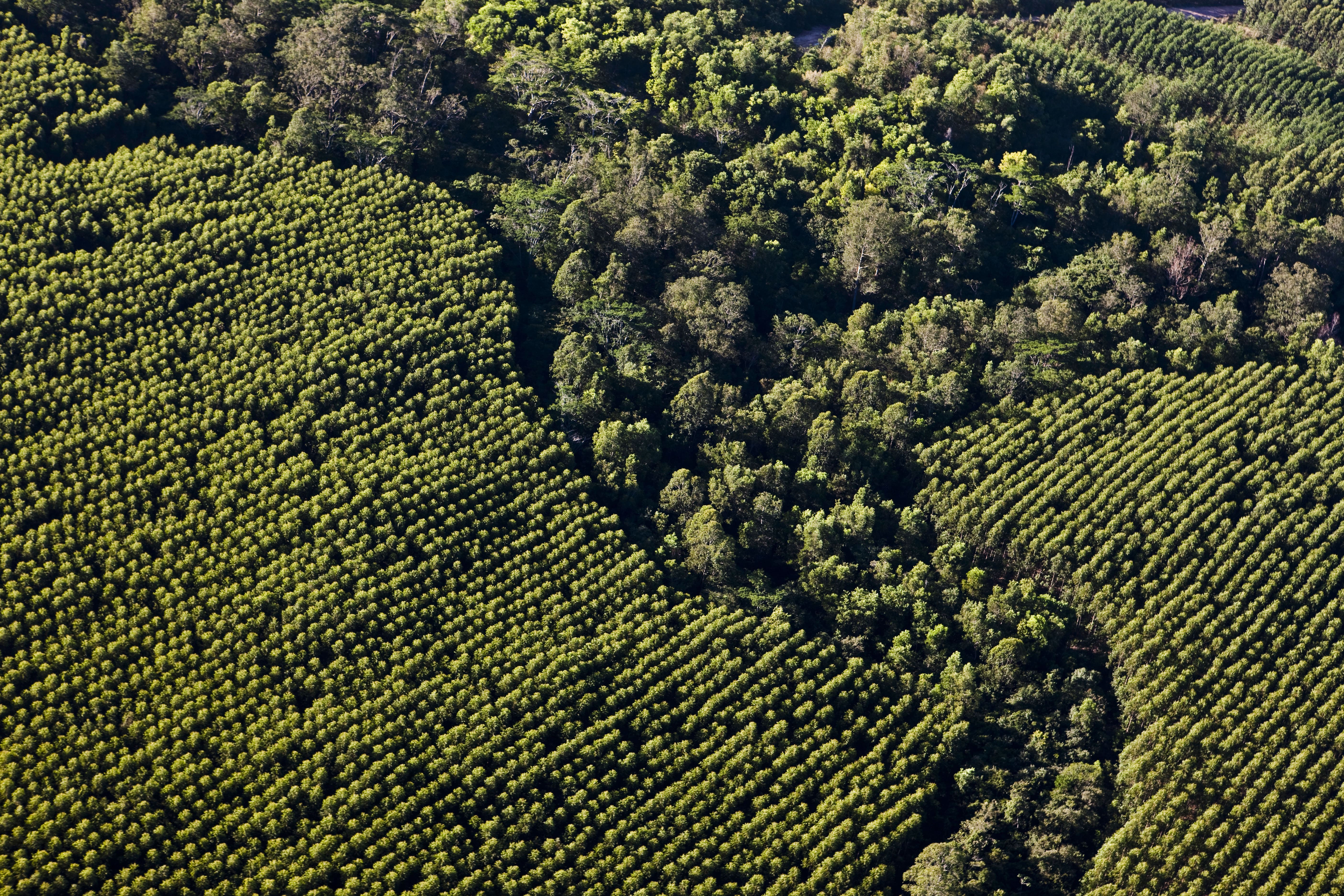 Diferenças Cruciais: Extrativismo Sustentável vs. Não Sustentável - inspiração 1