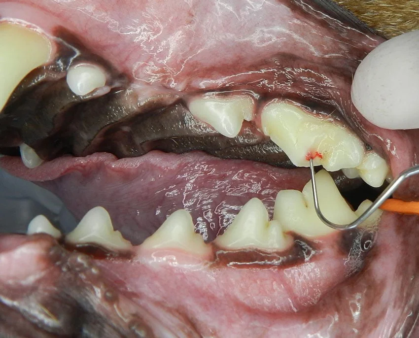 Os Primeiros Sinais: O Que Observar Após a Cirurgia - inspiração 2