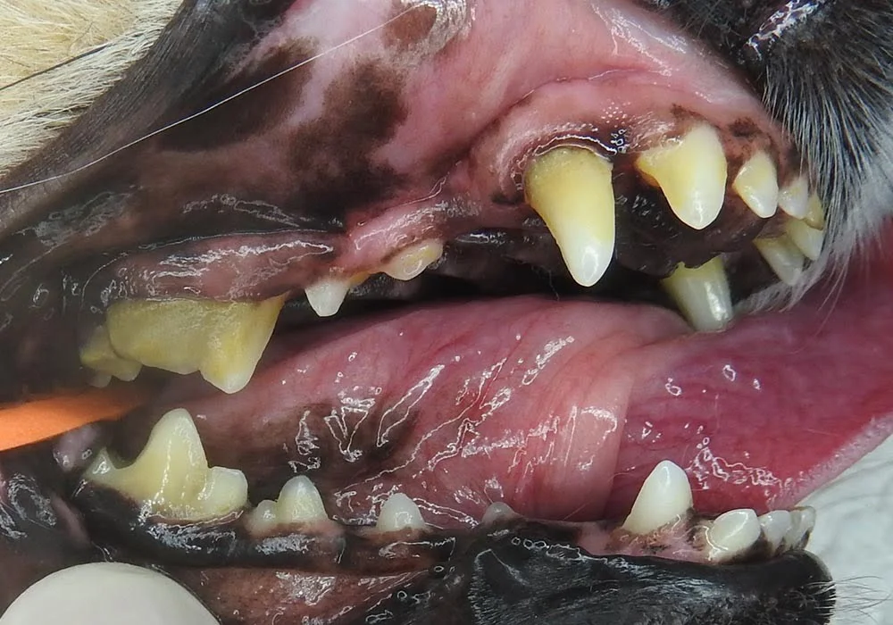 Acompanhamento Veterinário: Consultas de Retorno e Evolução - inspiração 1