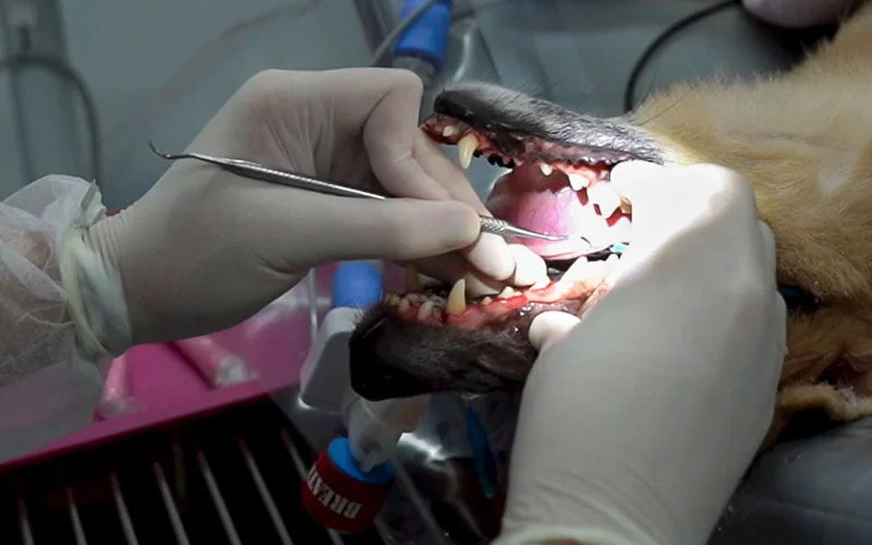 Alimentação Pós-Extração: Dicas para uma Recuperação Suave - inspiração 2