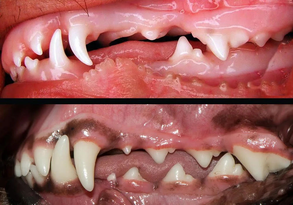 Higiene Bucal: Como Manter a Boca Limpa Sem Irritar - inspiração 1