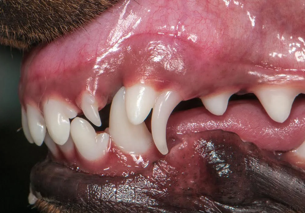 Evitando Complicações: Feridas e Infecções - inspiração 2