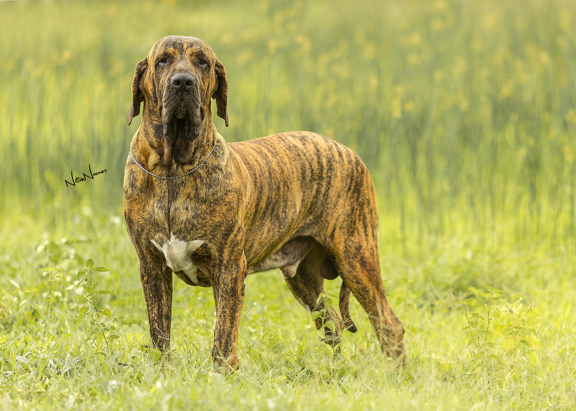 Sociabilidade: Como o Fila Lida com Crianças e Outros Animais - inspiração 2