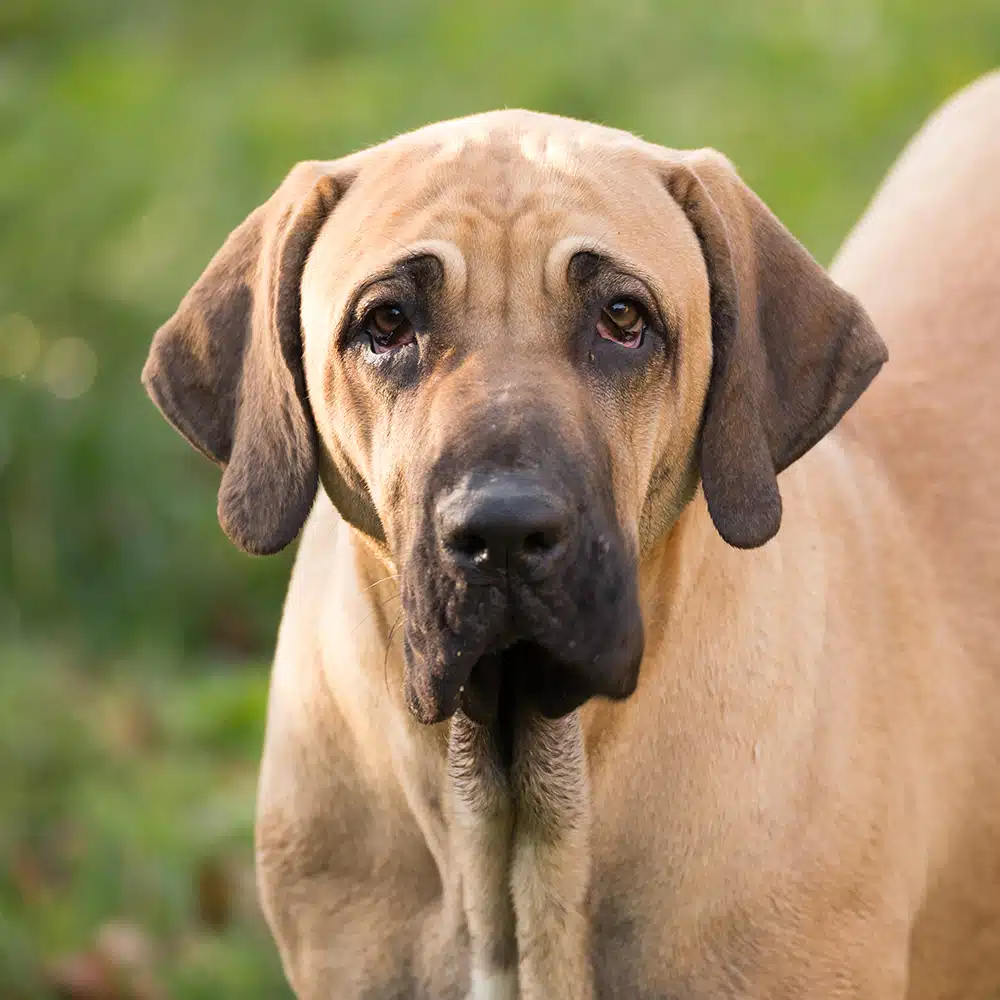 Instinto Protetor: A Vigilância Nativa do Fila Brasileiro - inspiração 1