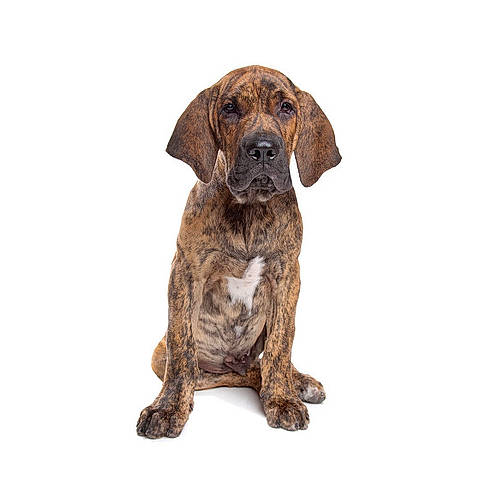 Aparência da Cabeça e Focinho: Marcas Distintas - inspiração 2