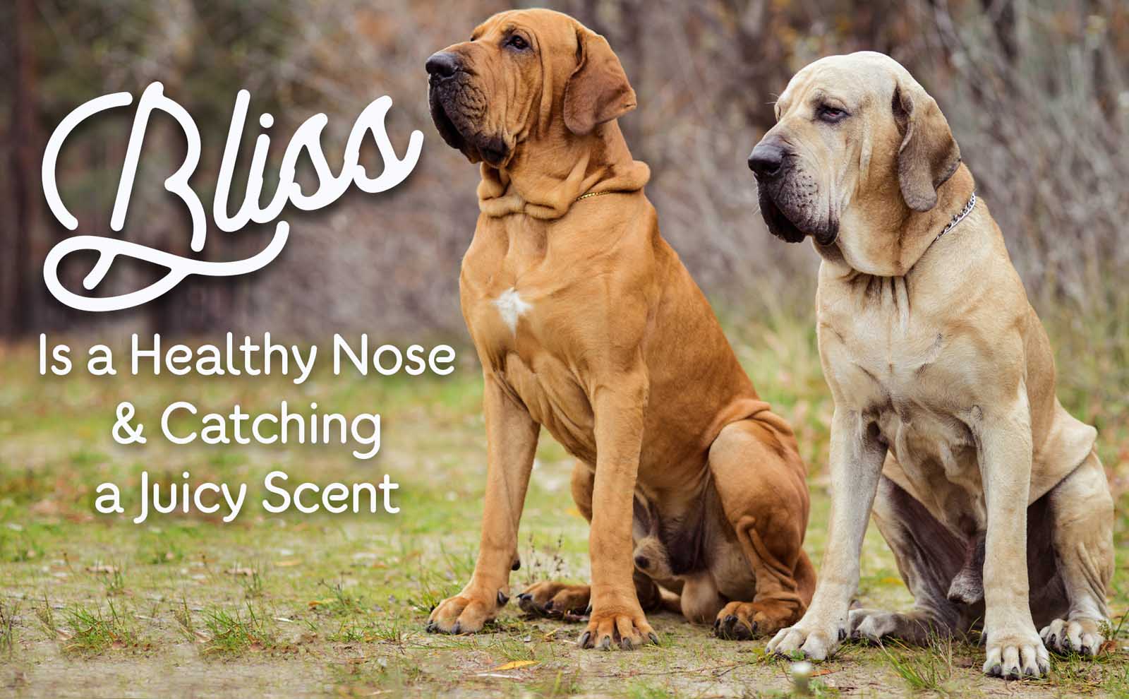 Estrutura Corporal: Ombros, Dorso e Cauda - inspiração 1