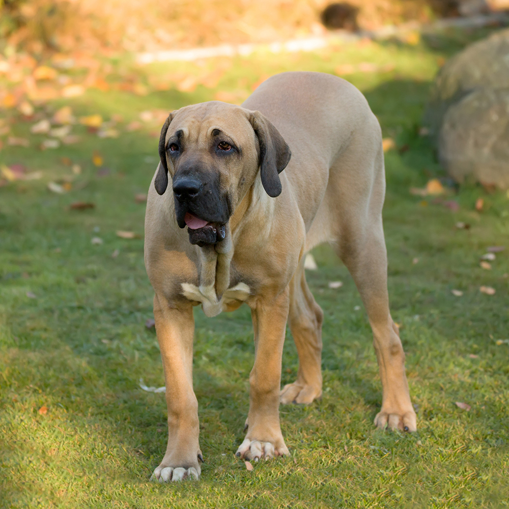 Estrutura Corporal: Ombros, Dorso e Cauda - inspiração 2