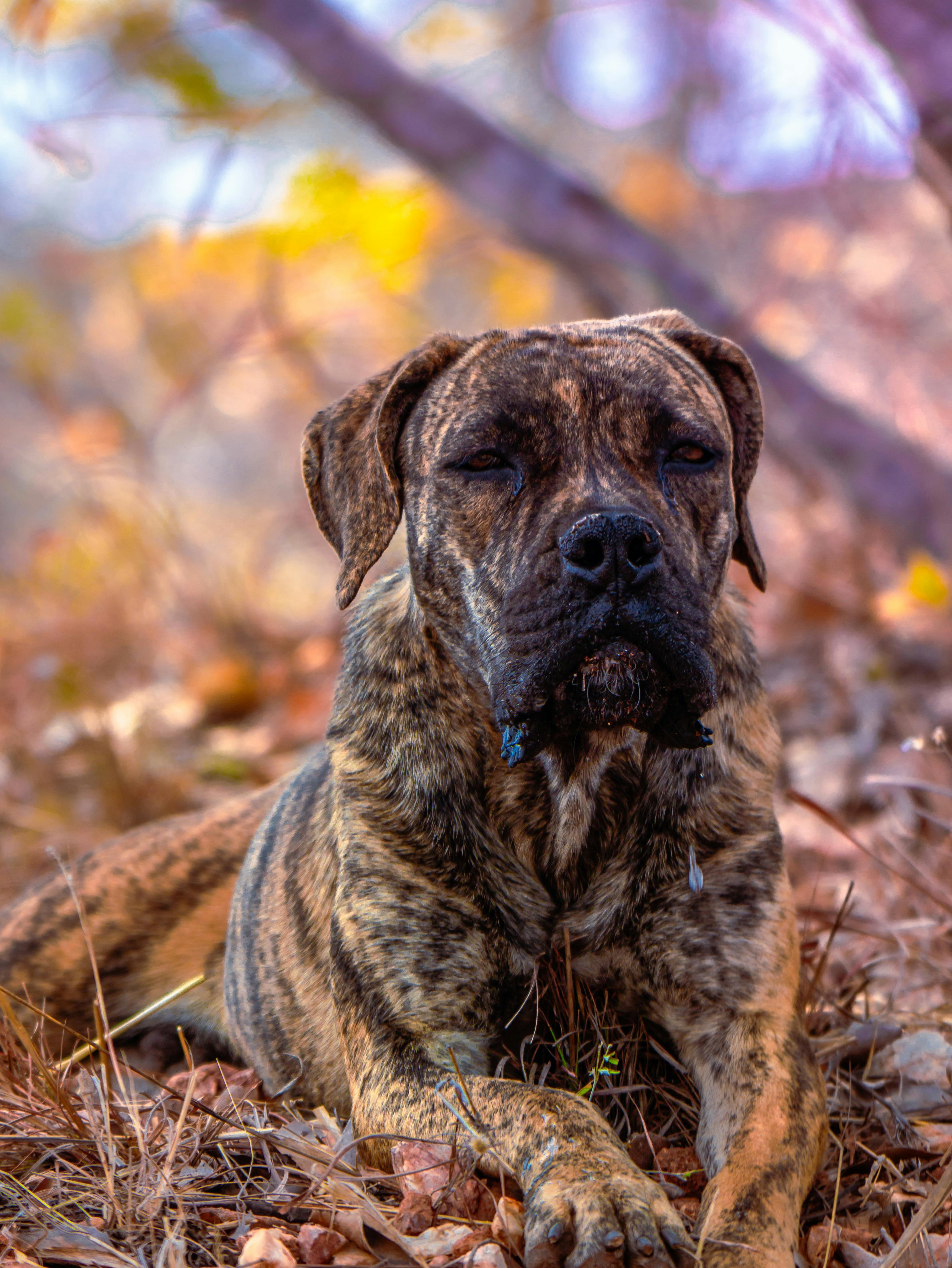 Pelagem e Cores: Variedade e Cuidados Necessários - inspiração 2