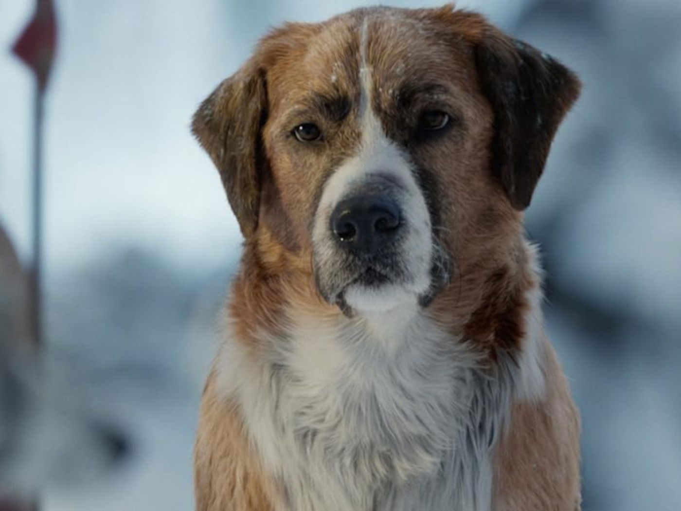 Um Vira-lata Carismático em Hollywood: 'Beethoven' e Suas Travessuras - inspiração 2