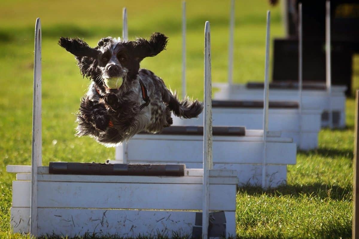 O que é Flyball e por que seu cão vai amar? - inspiração 1