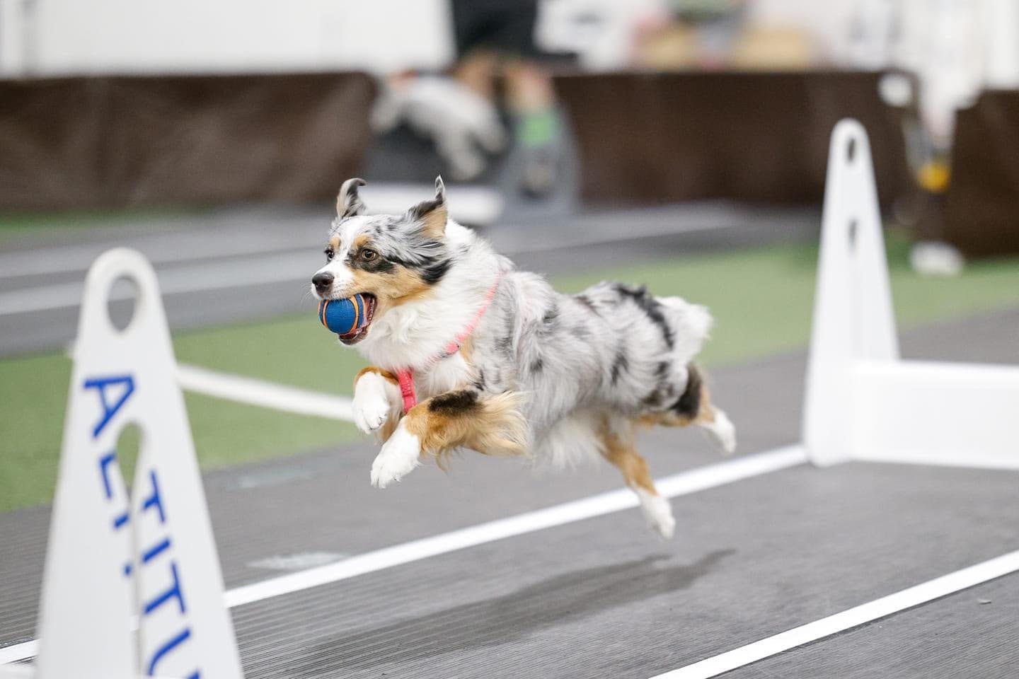 O que é Flyball e por que seu cão vai amar? - inspiração 2