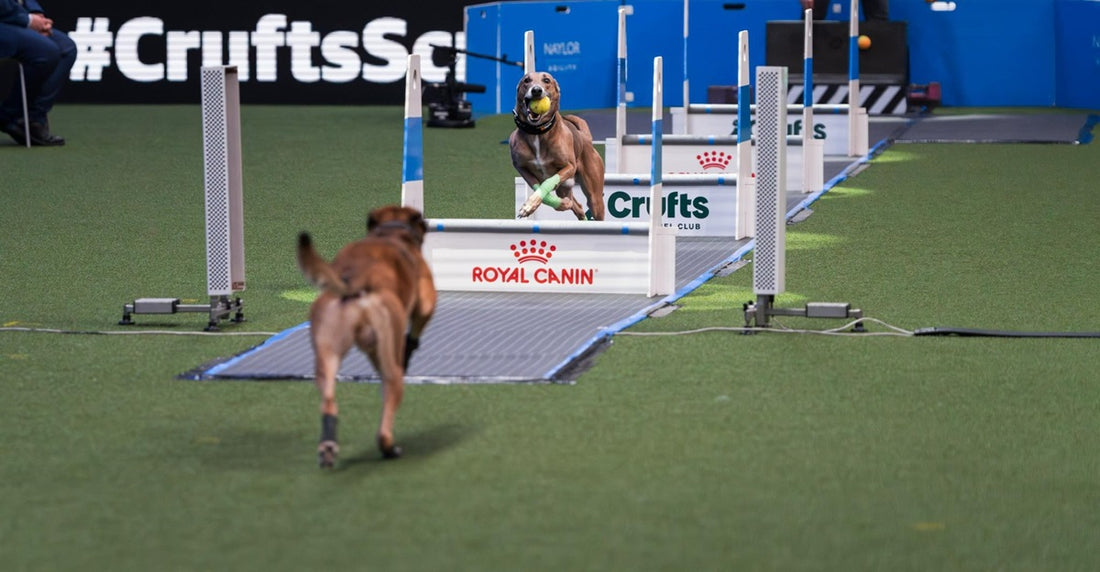Competições de Flyball: Onde e como participar - inspiração 2