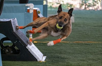 Preparando seu campeão: Habilidades essenciais antes de começar - inspiração 1